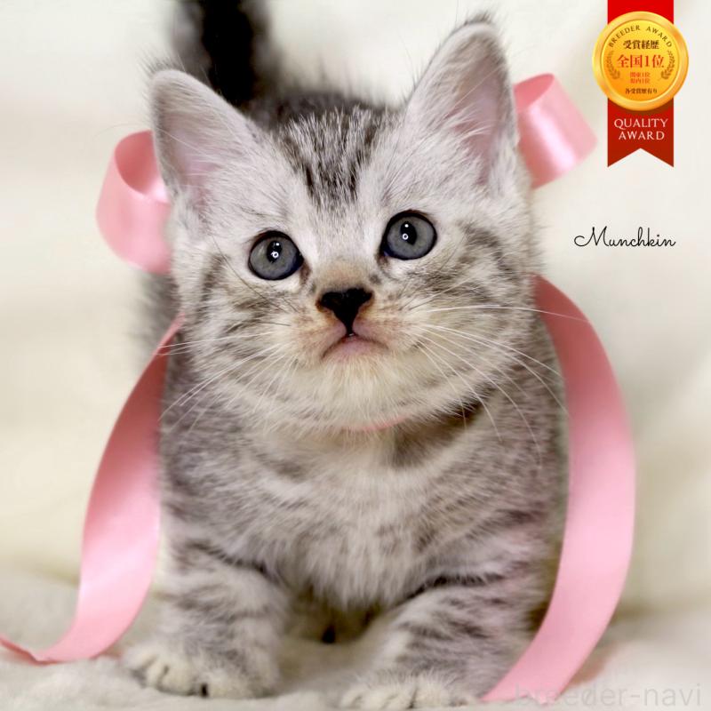 販売中の栃木県のマンチカン-134263