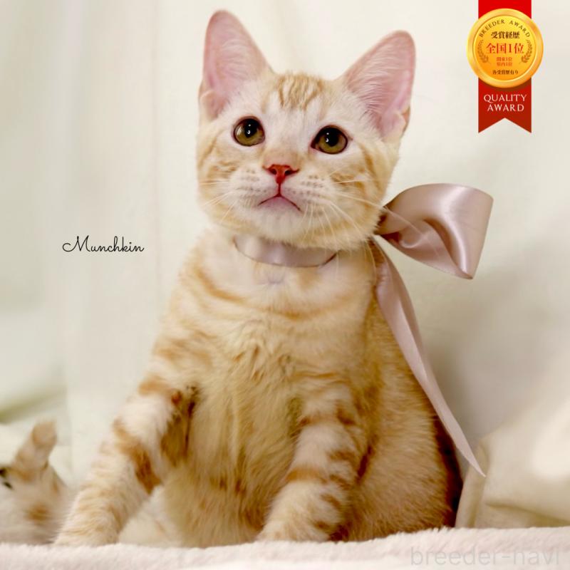 商談中の栃木県のマンチカン-132391の1枚目