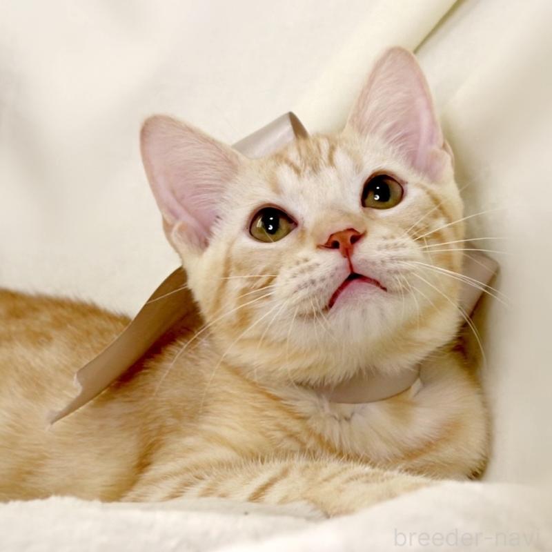 商談中の栃木県のマンチカン-132391の10枚目