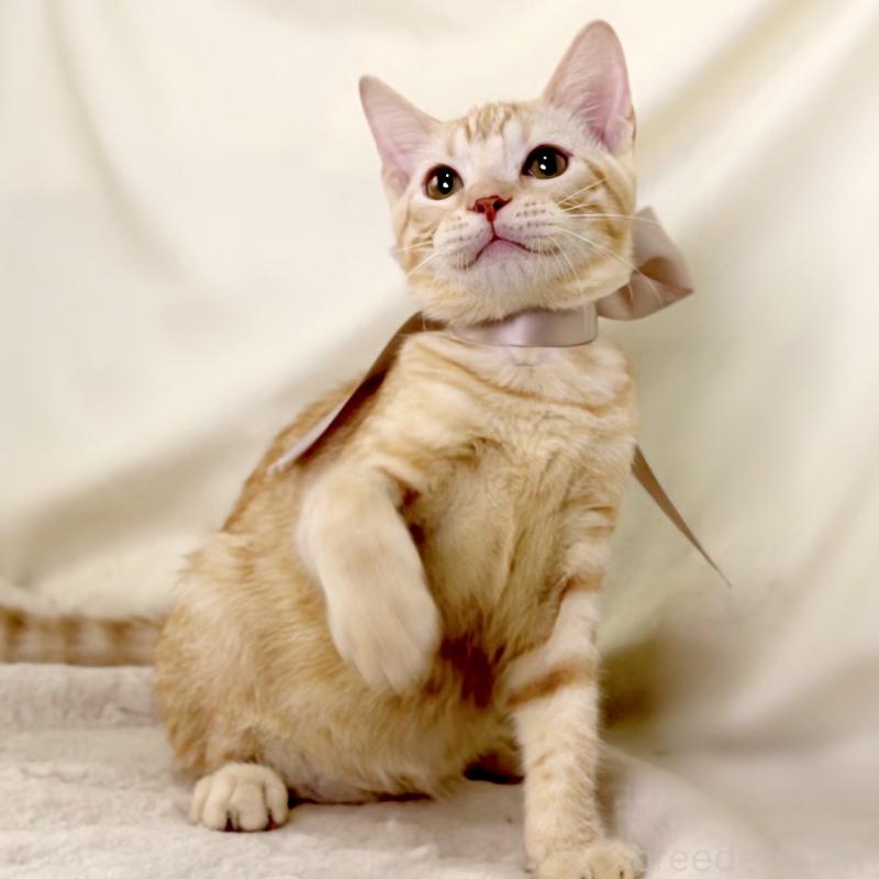 商談中の栃木県のマンチカン-132391の9枚目