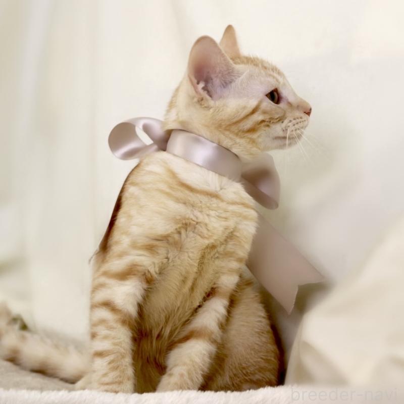 商談中の栃木県のマンチカン-132391の7枚目