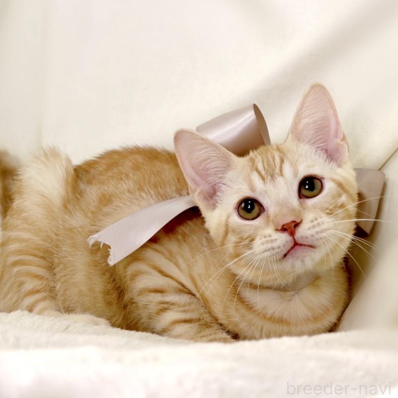 商談中の栃木県のマンチカン-132391の6枚目