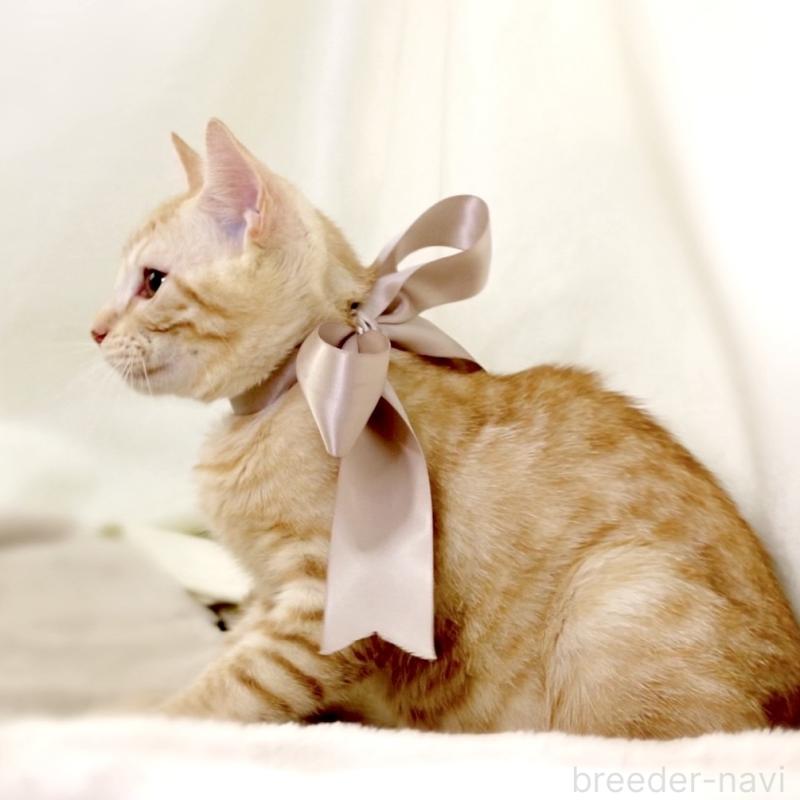 商談中の栃木県のマンチカン-132391の5枚目