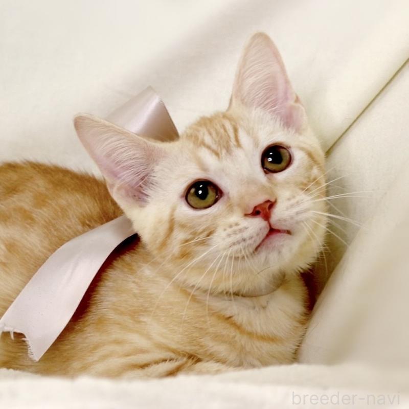 商談中の栃木県のマンチカン-132391の4枚目