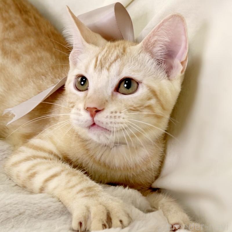 商談中の栃木県のマンチカン-132391の3枚目