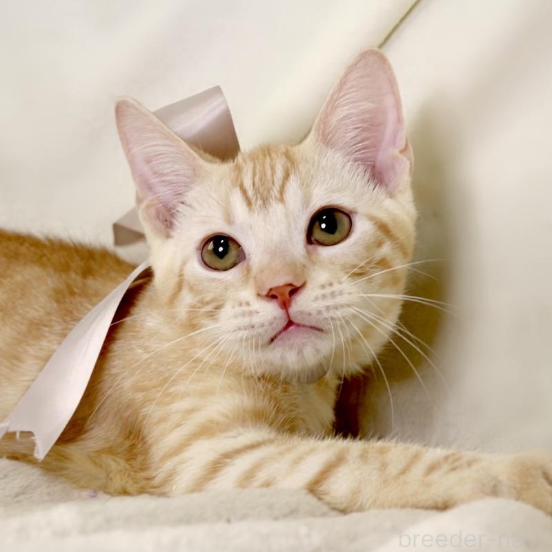 商談中の栃木県のマンチカン-132391の2枚目