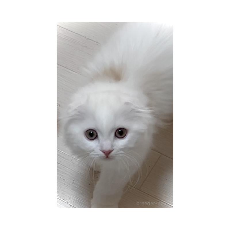 販売中の東京都のスコティッシュフォールド(折れ耳)-131051の4枚目