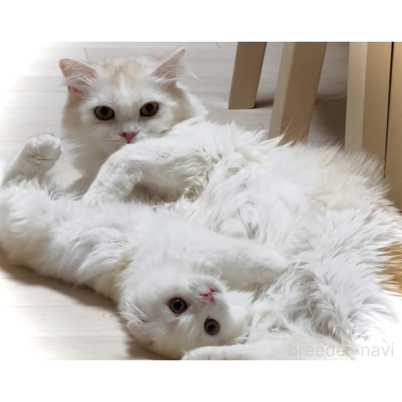 販売中の東京都のスコティッシュフォールド(折れ耳)-131051の3枚目