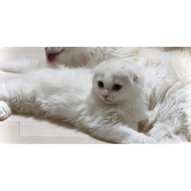 販売中の東京都のスコティッシュフォールド(折れ耳)-131051の2枚目