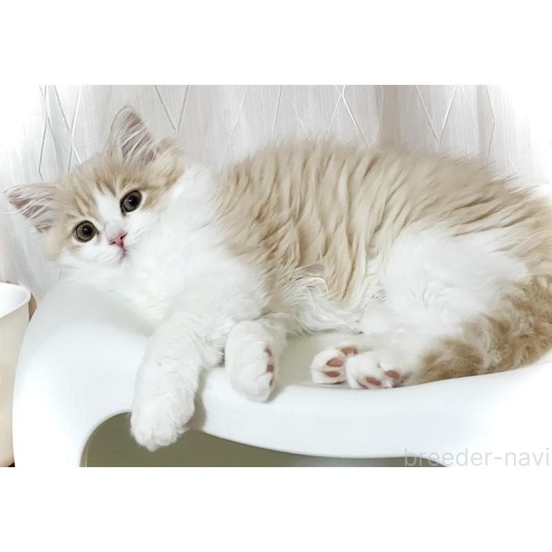 販売中の東京都のスコティッシュフォールド-131052の3枚目