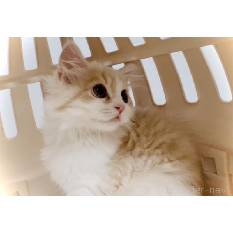 販売中の東京都のスコティッシュフォールド-131052の2枚目