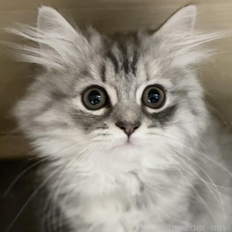 販売中の愛知県のミヌエット-130137