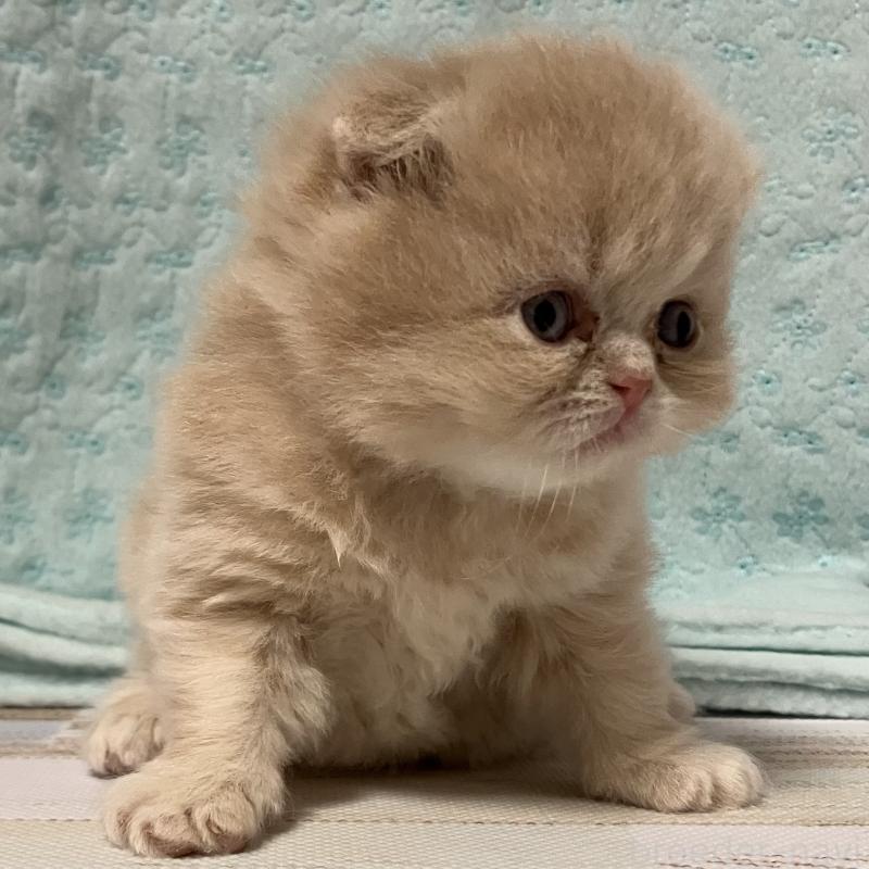 販売中の三重県のスコティッシュフォールド(折れ耳)-134730の2枚目