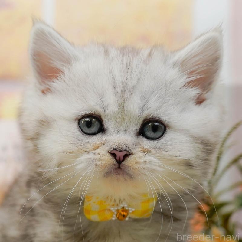 販売中の神奈川県のミヌエット-134731