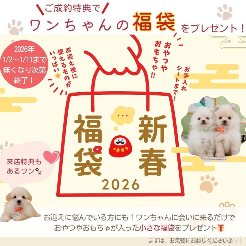 販売中の神奈川県のミヌエット-134731の6枚目