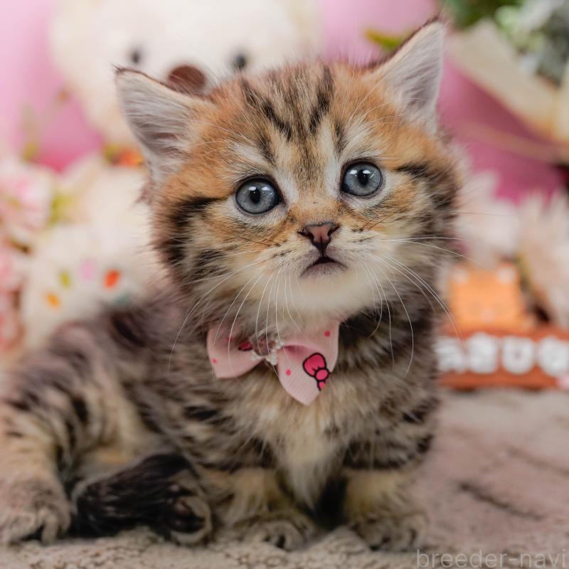 販売中の神奈川県のミヌエット-134732