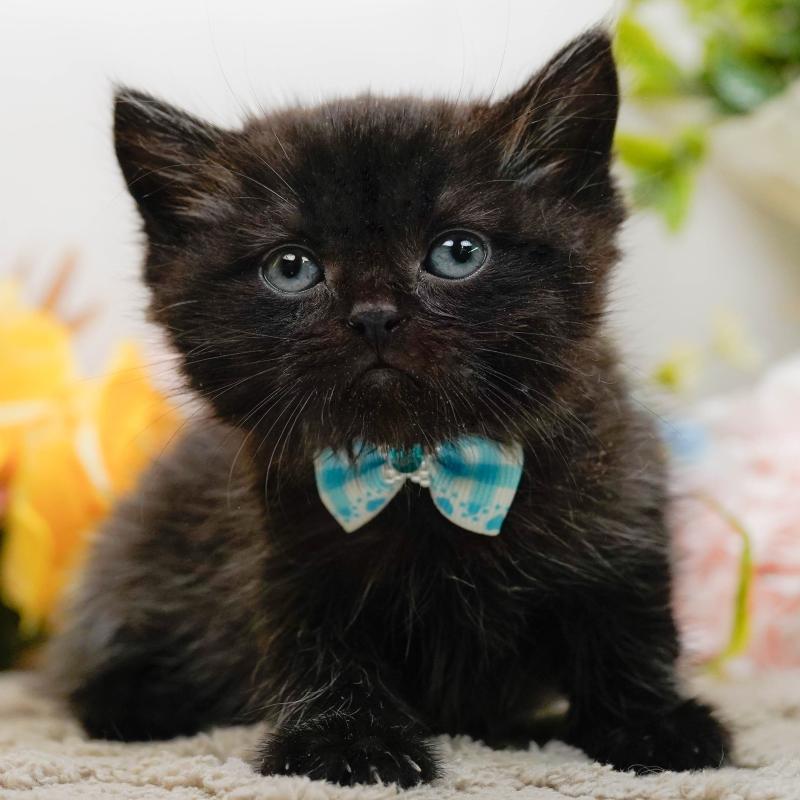 販売中の神奈川県のミヌエット-134734