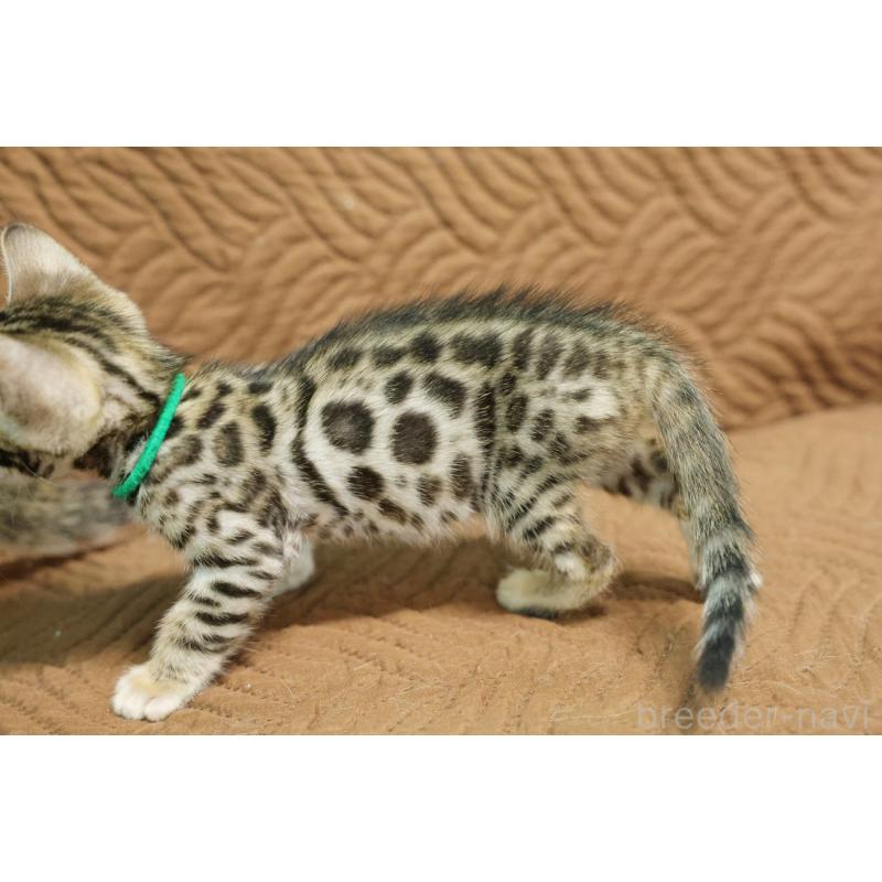 販売中の大阪府のベンガル-134607の5枚目