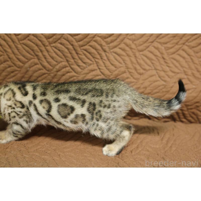 販売中の大阪府のベンガル-134609の5枚目