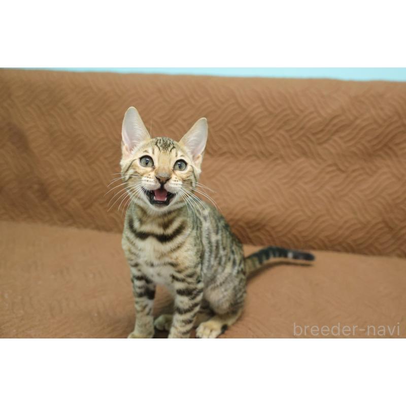 販売中の大阪府のベンガル-129078の6枚目