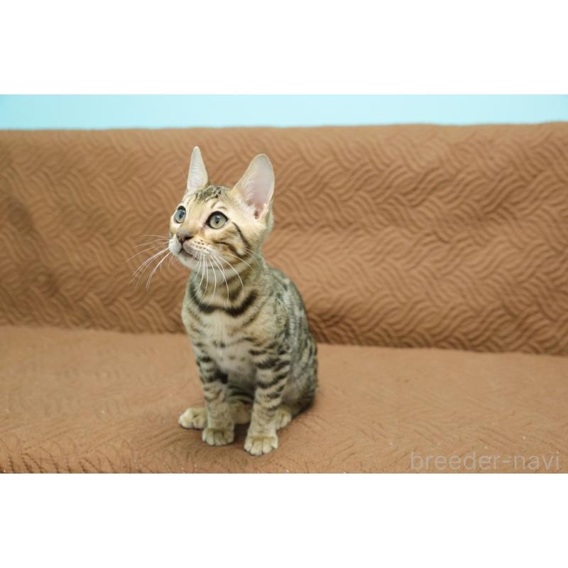 販売中の大阪府のベンガル-129078の5枚目