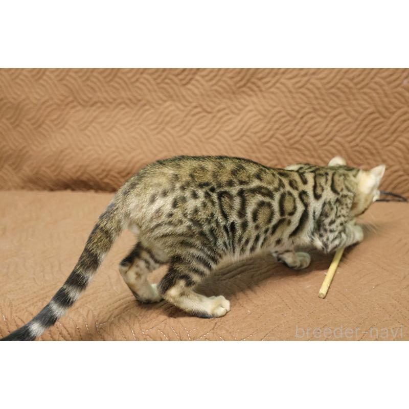 販売中の大阪府のベンガル-129078の4枚目