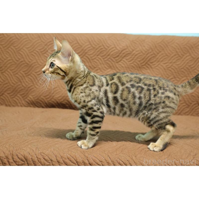 販売中の大阪府のベンガル-129078の3枚目