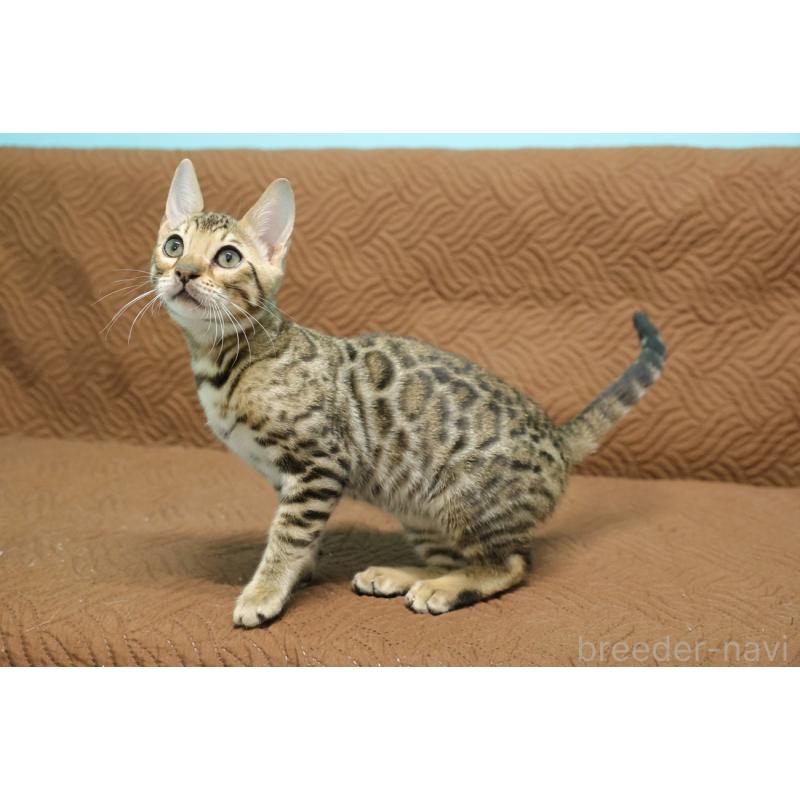 販売中の大阪府のベンガル-129078の2枚目