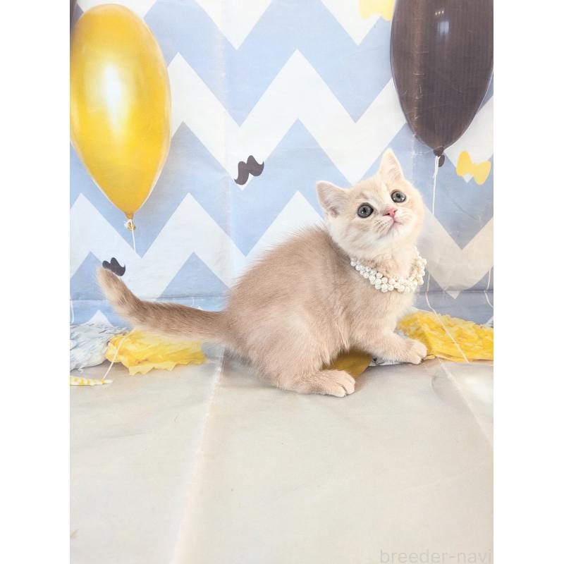 販売中の埼玉県のミヌエット-134735の7枚目