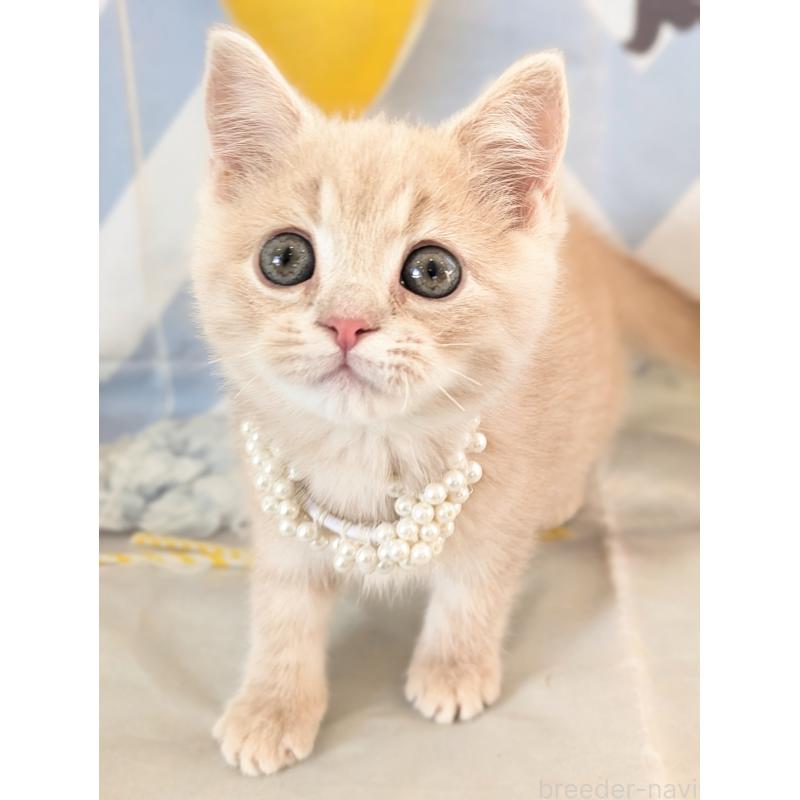 販売中の埼玉県のミヌエット-134735の6枚目