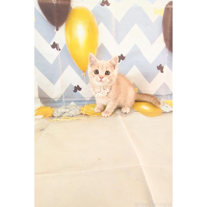 販売中の埼玉県のミヌエット-134735の5枚目