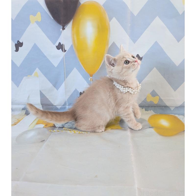 販売中の埼玉県のミヌエット-134735の4枚目