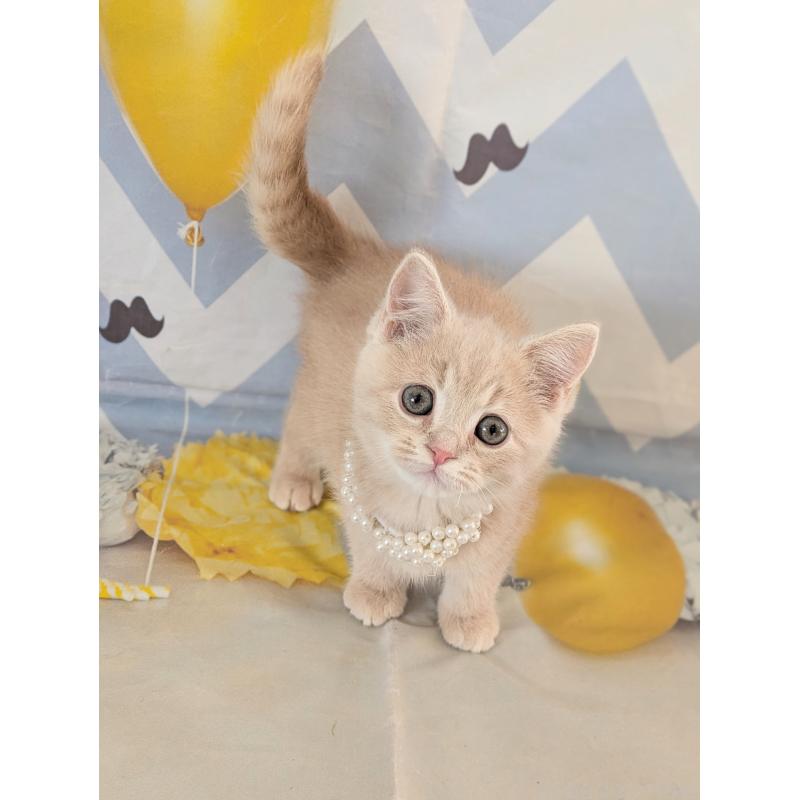 販売中の埼玉県のミヌエット-134735の3枚目