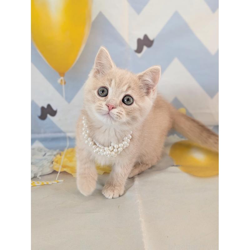 販売中の埼玉県のミヌエット-134735の2枚目