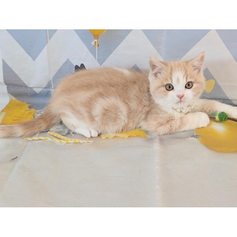 販売中の埼玉県のミヌエット-134736の6枚目