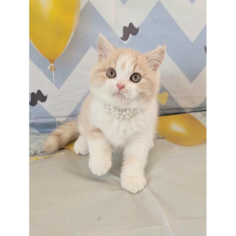 販売中の埼玉県のミヌエット-134736の5枚目