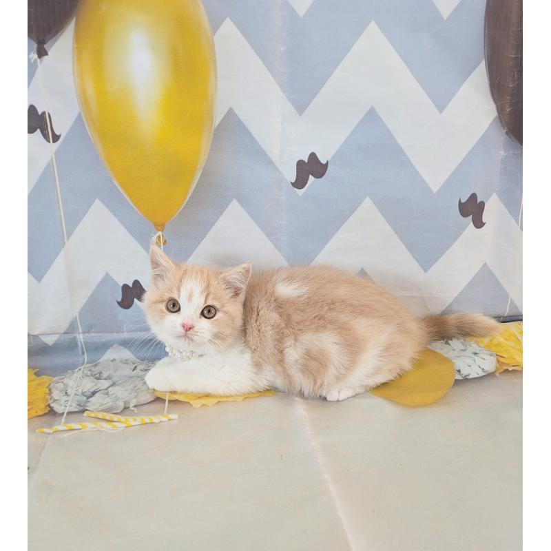 販売中の埼玉県のミヌエット-134736の4枚目