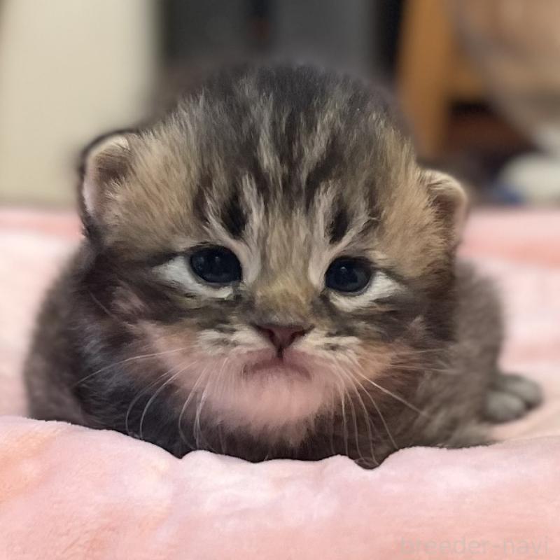 販売中の愛知県のミヌエット-134737