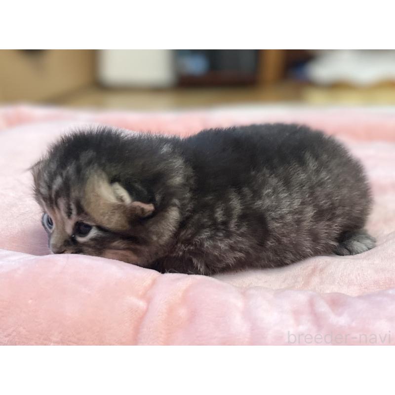 販売中の愛知県のミヌエット-134737の6枚目