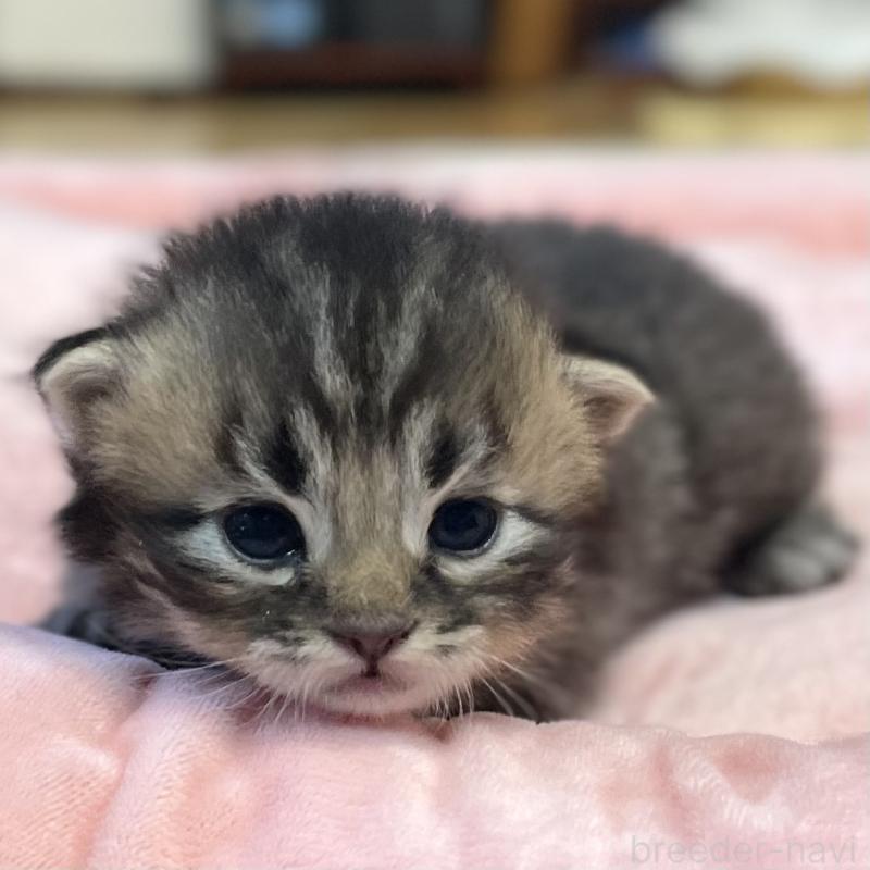 販売中の愛知県のミヌエット-134737の5枚目