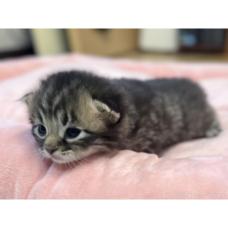 販売中の愛知県のミヌエット-134737の4枚目