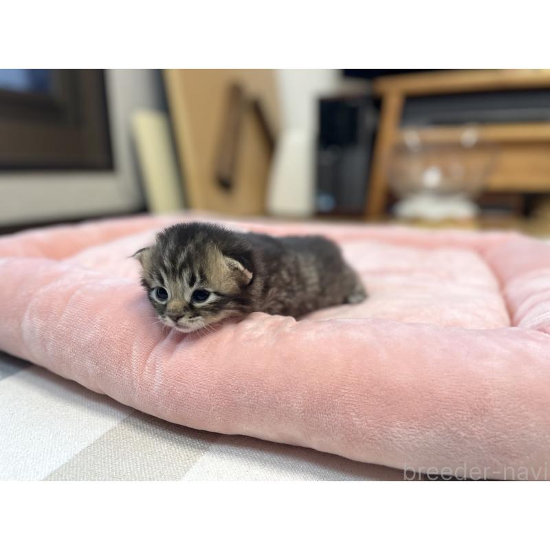 販売中の愛知県のミヌエット-134737の3枚目