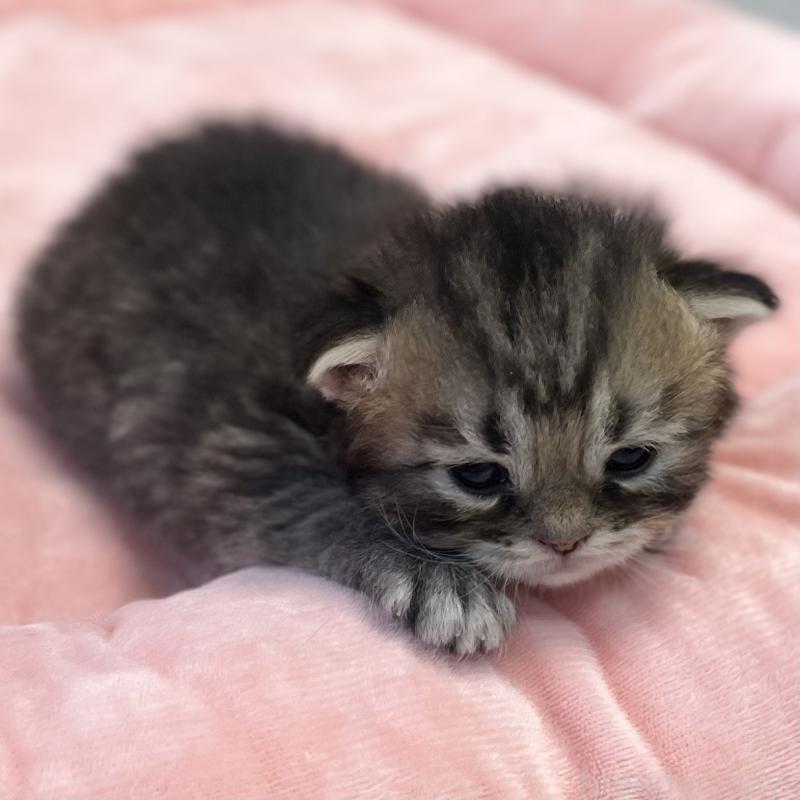 販売中の愛知県のミヌエット-134738