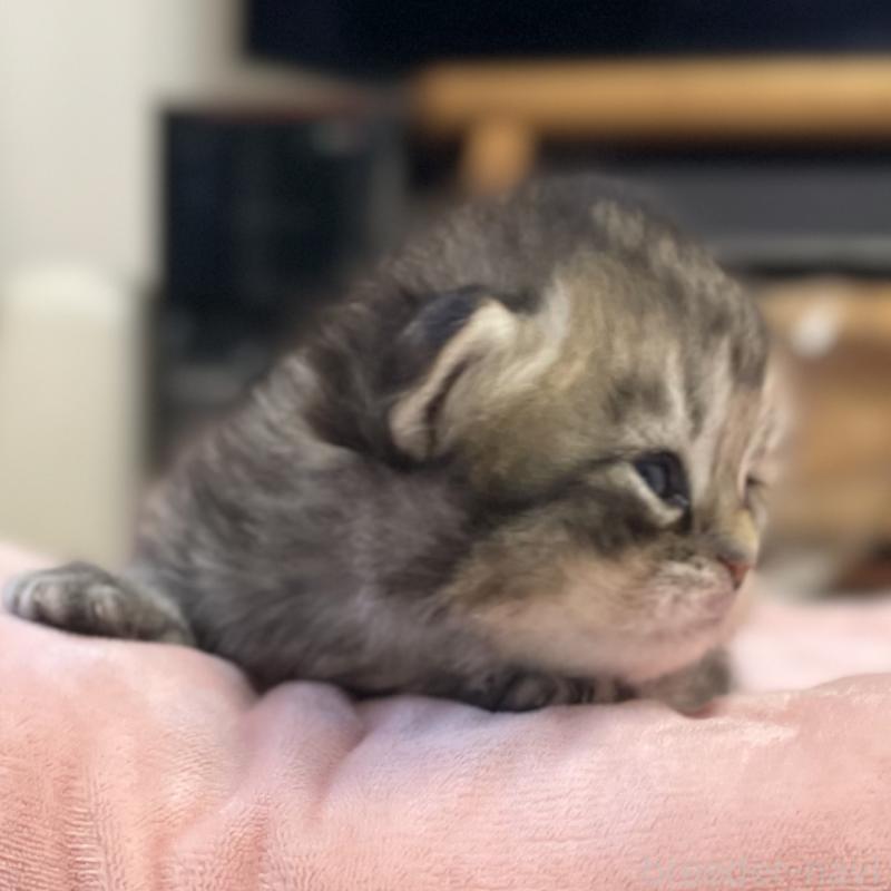 販売中の愛知県のミヌエット-134738の7枚目