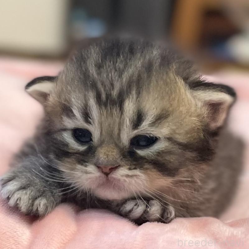 販売中の愛知県のミヌエット-134738の6枚目