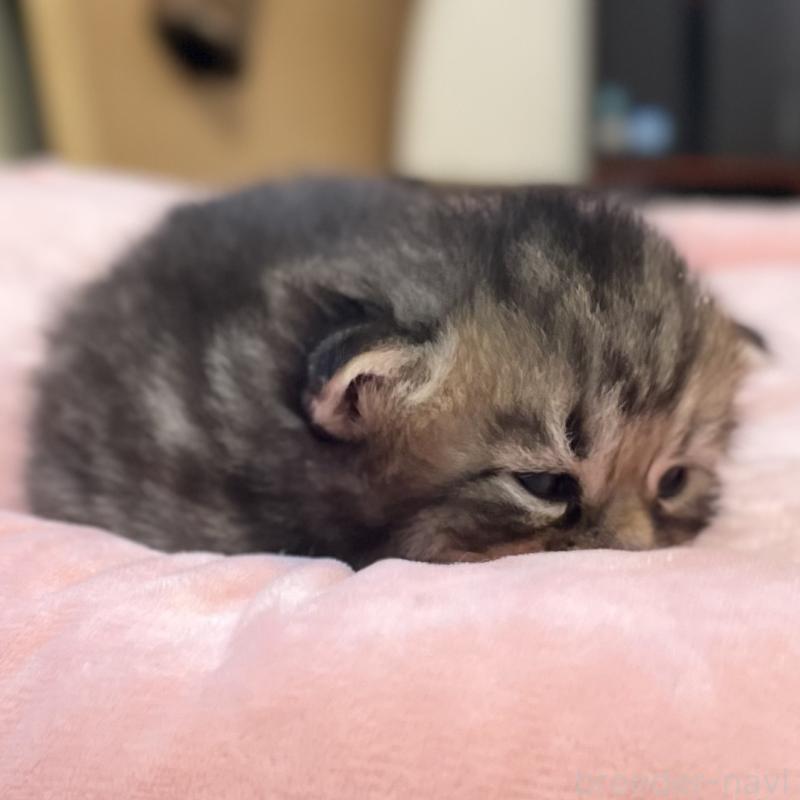 販売中の愛知県のミヌエット-134738の3枚目