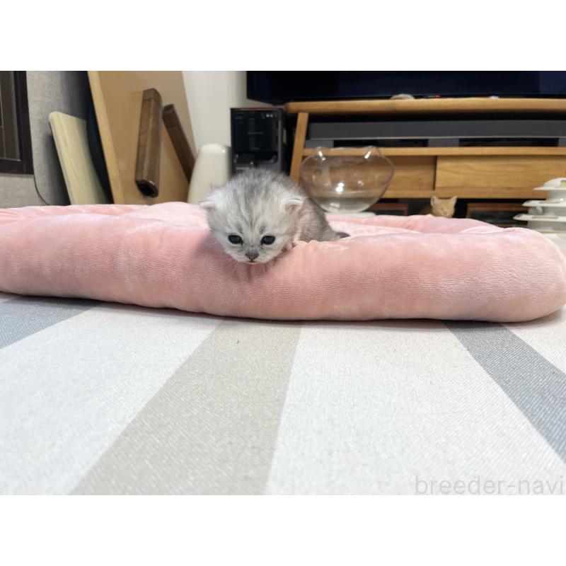 販売中の愛知県のミヌエット-134739の8枚目