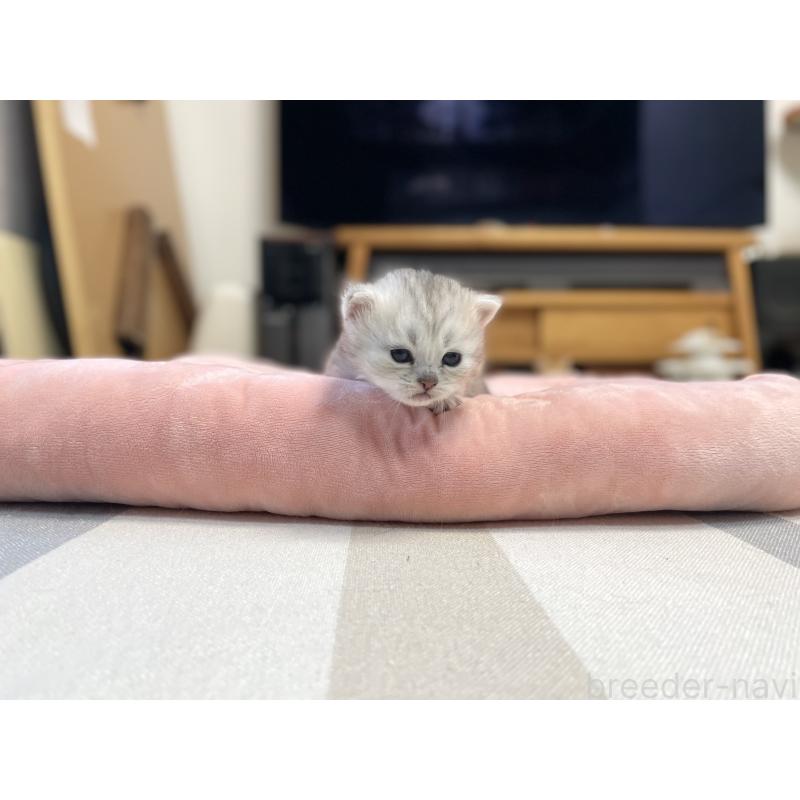 販売中の愛知県のミヌエット-134739の6枚目