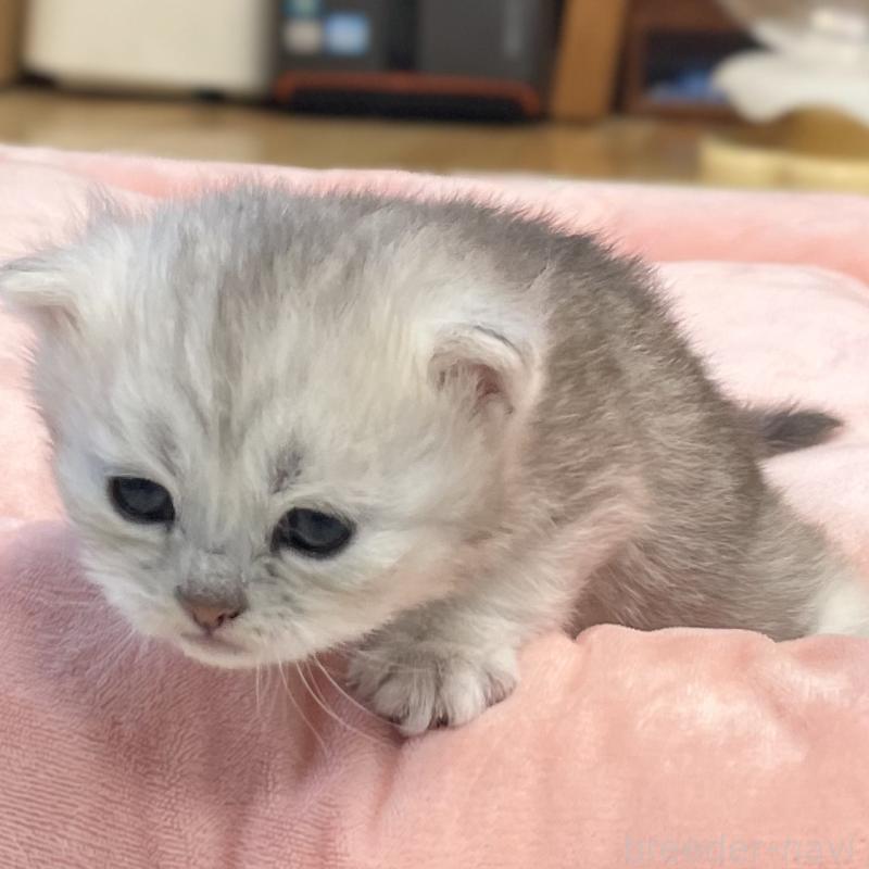 販売中の愛知県のミヌエット-134739の5枚目