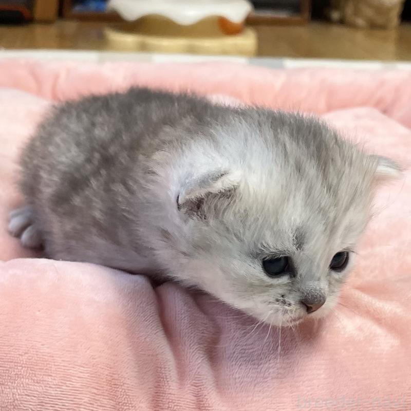 販売中の愛知県のミヌエット-134739の4枚目